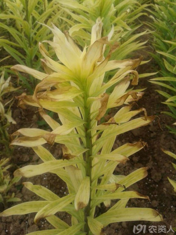 百合叶子绿色很淡带黄白色什么病啊