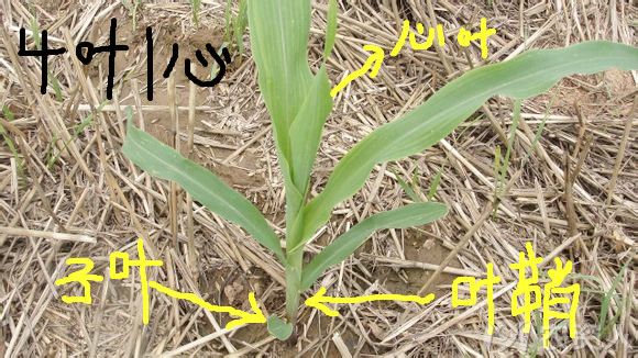 玉米叶片结构图图片