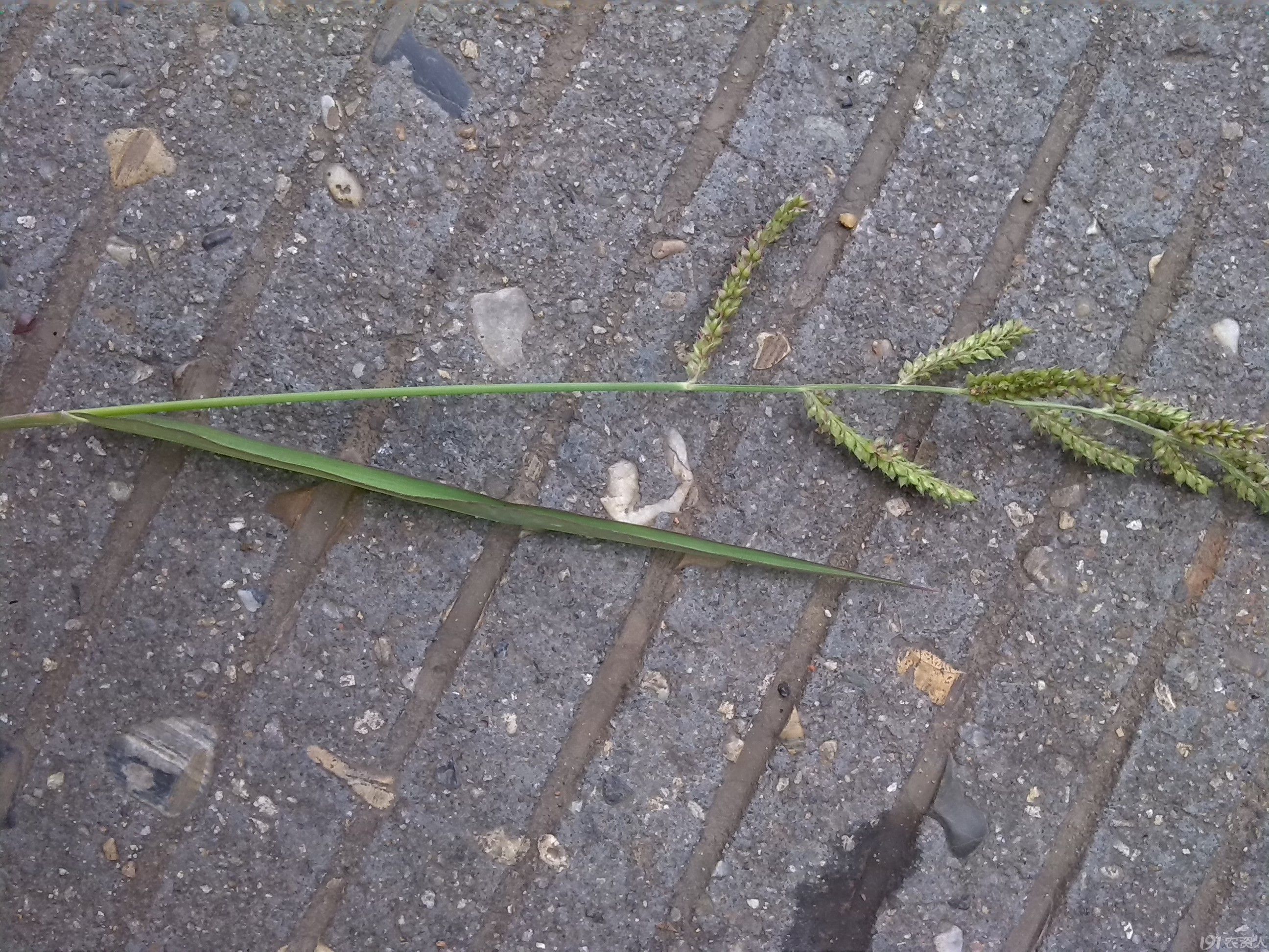 告别“打不死的稗草就是抗性稗草” —从形态上识别江西恒湖农场抗性稗草 - 知乎
