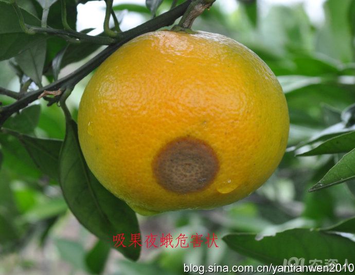 如何防治柑桔吸果夜蛾