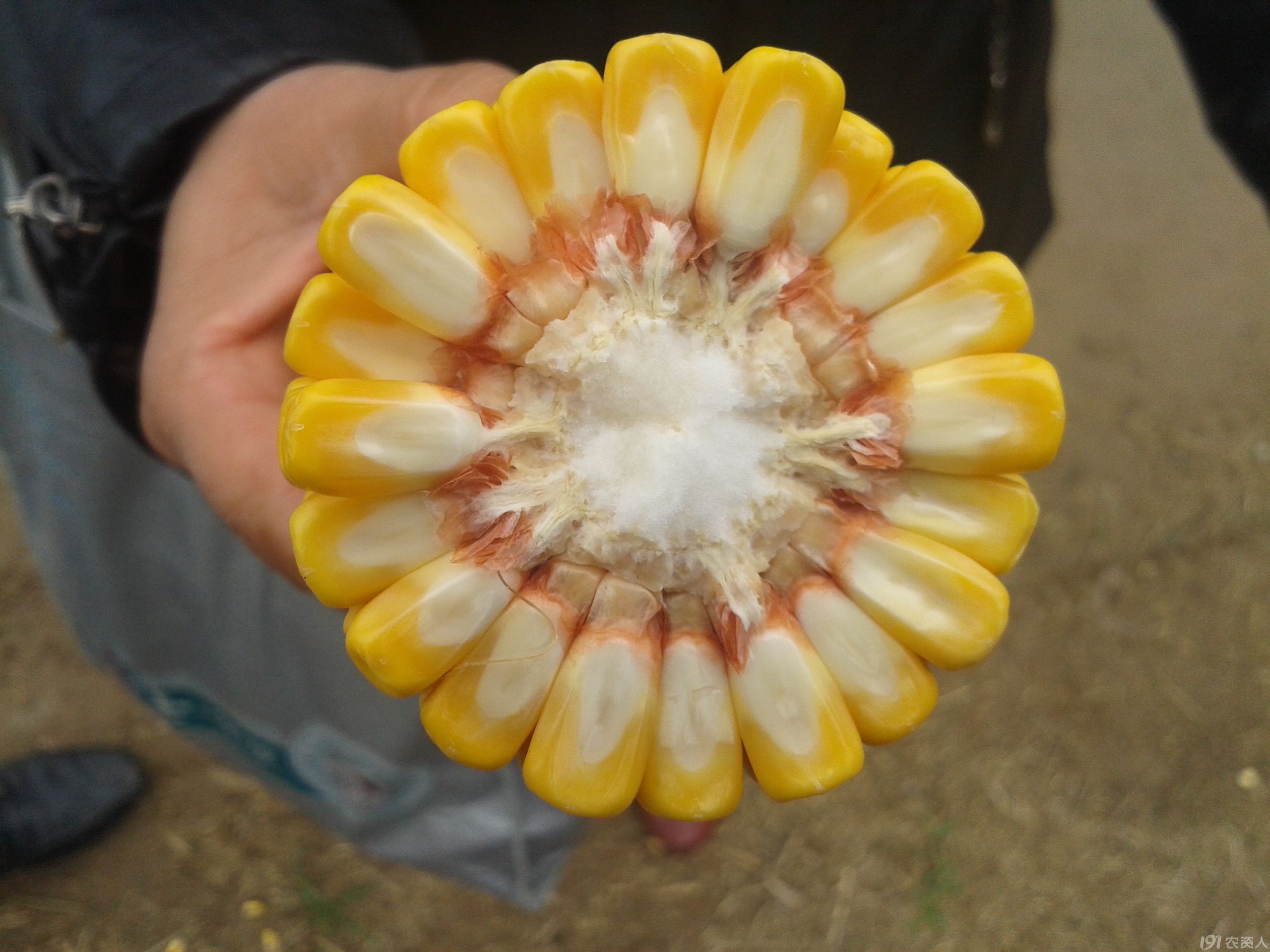 高产玉米好品种