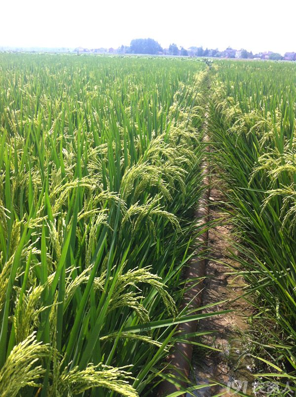 安徽y两优1998长势喜人今秋将迎大丰收多图杀猫