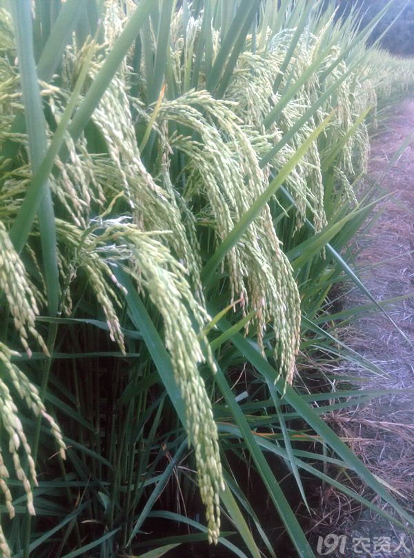 在赣闽大地撒播希望的种子y两优6号y两优1998