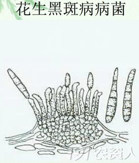 玉米褐斑病病原图手绘图片