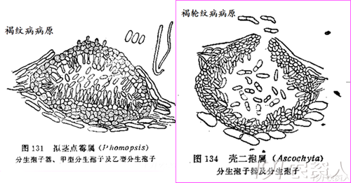 壳二孢属图片