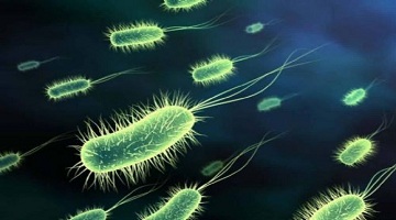 生物菌对作物和土壤的功效