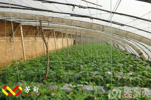 种植技巧|越冬黄瓜栽培管理技巧_植保技术_19