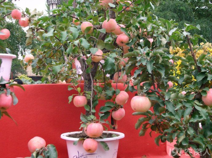 种植盆栽果树,让你的生活多一片绿色_植保技术_191农资人 - 农技社区