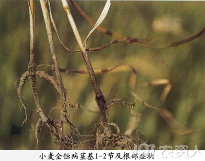 小麦全蚀病的防治