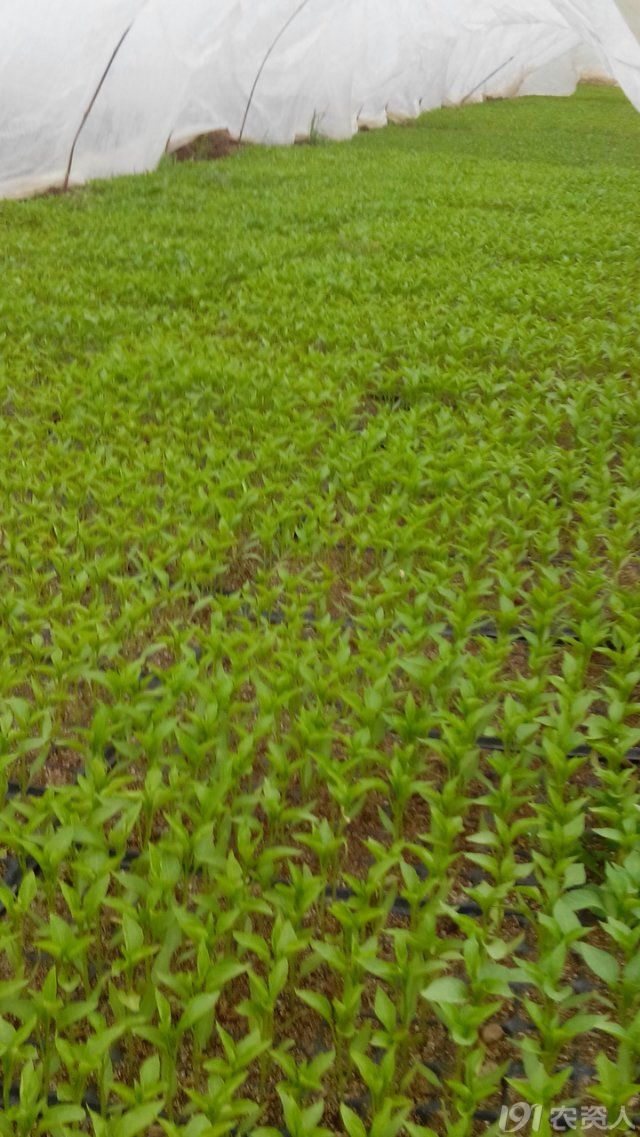 冬季辣椒苗如何防冻?