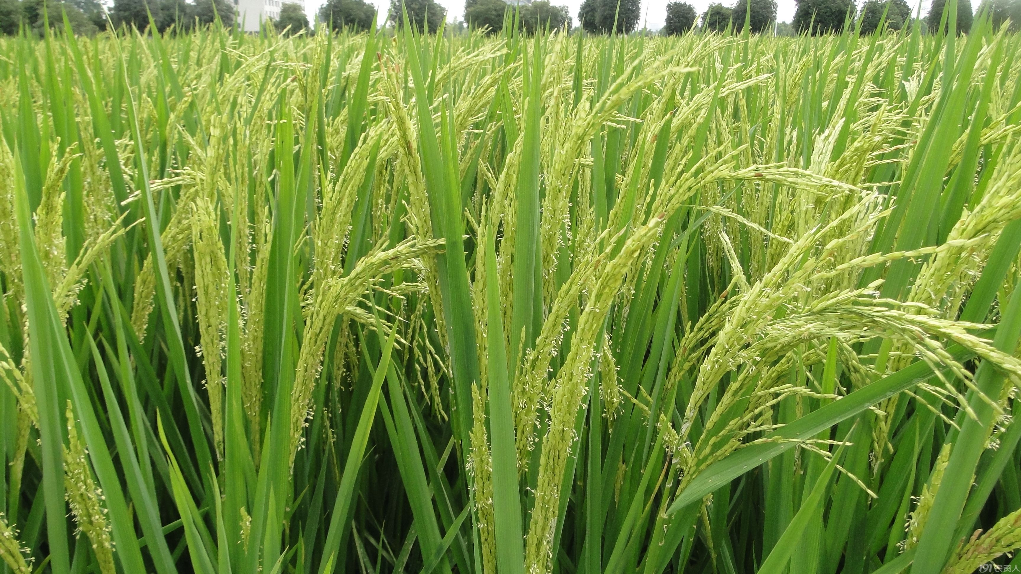 当然是武汉文鼎y两优976!