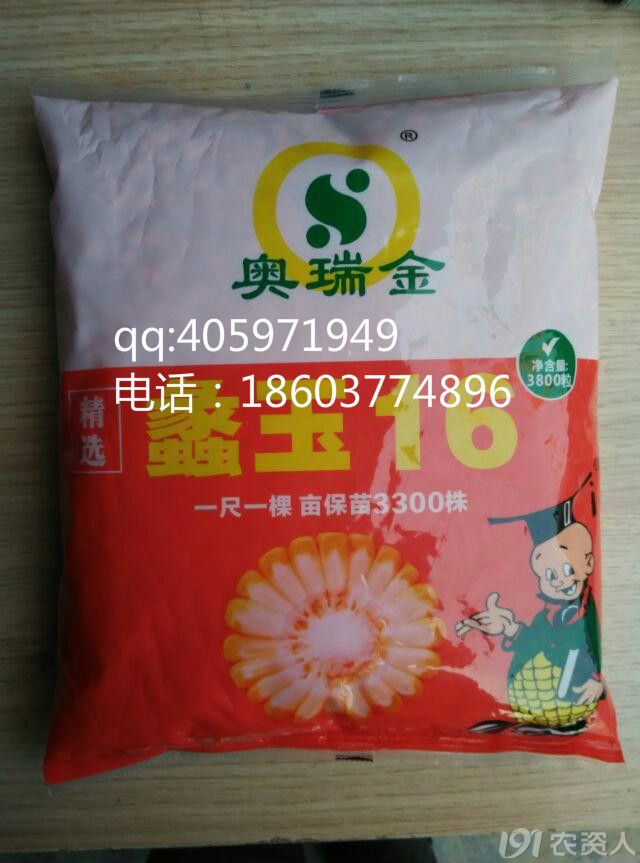 12正大999蠡玉16隆平206登海605中科11农华101济单7号先玉335玉米种子