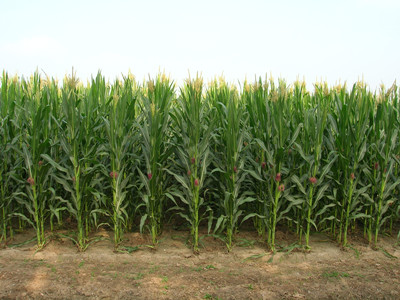 粮食是我们的生活必需品,玉米是东北人的主食,关于玉米的种植方面