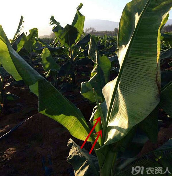 香蕉花叶心腐病的免疫防治