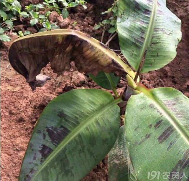 香蕉花叶心腐病的免疫防治