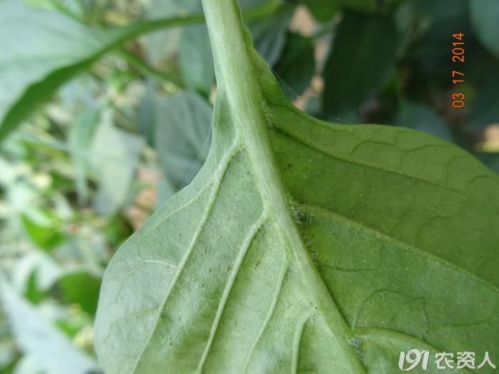 辣椒二斑叶螨正当时