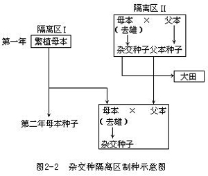 玉米杂交制种技术