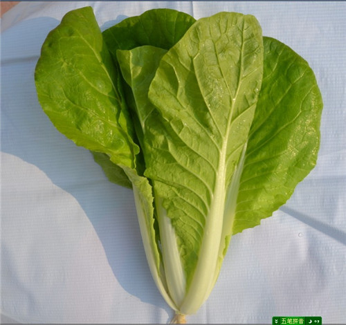 鼎优农业优质高产耐热抗病四季生小白菜种子新品种