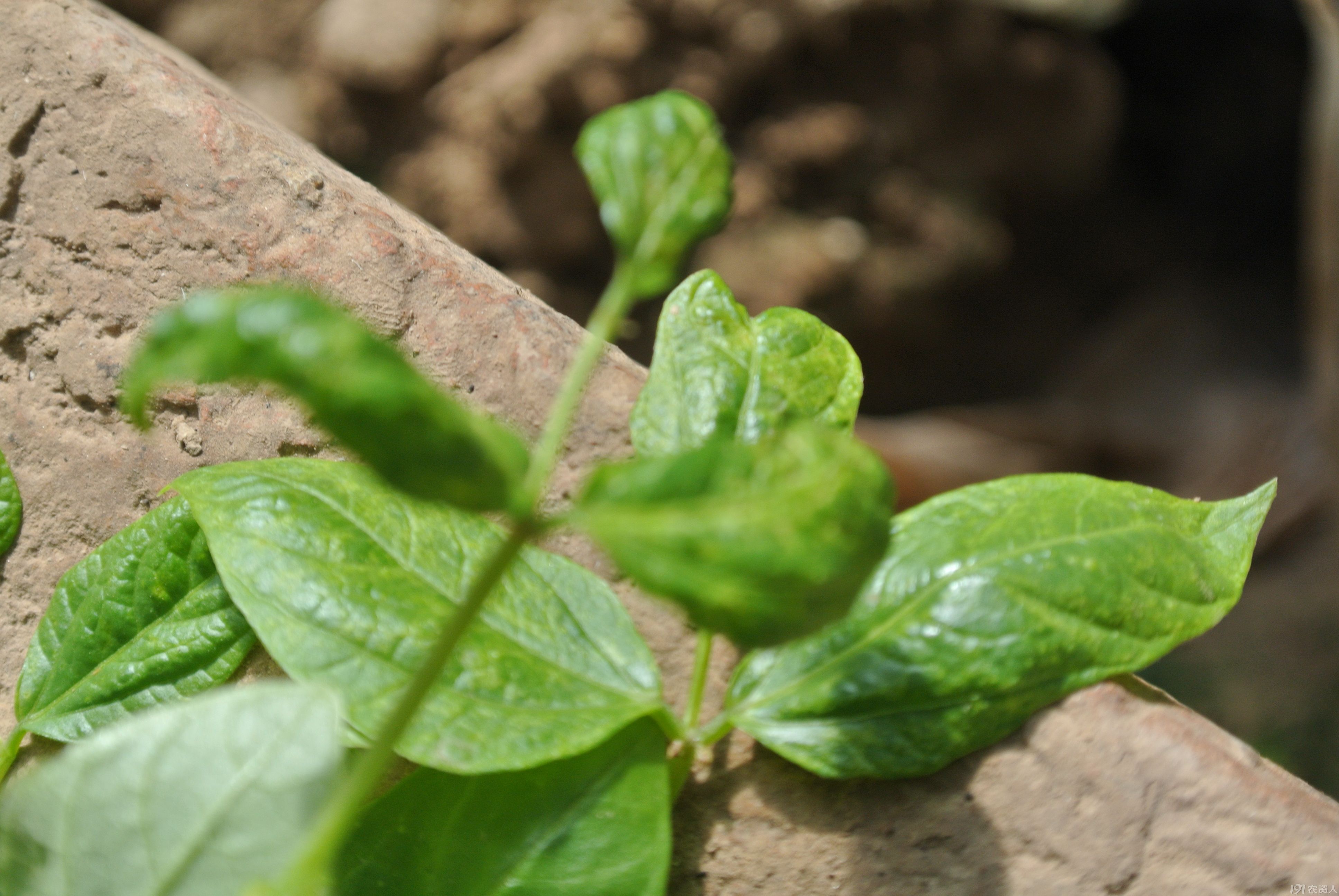 早春豆角蓟马危害