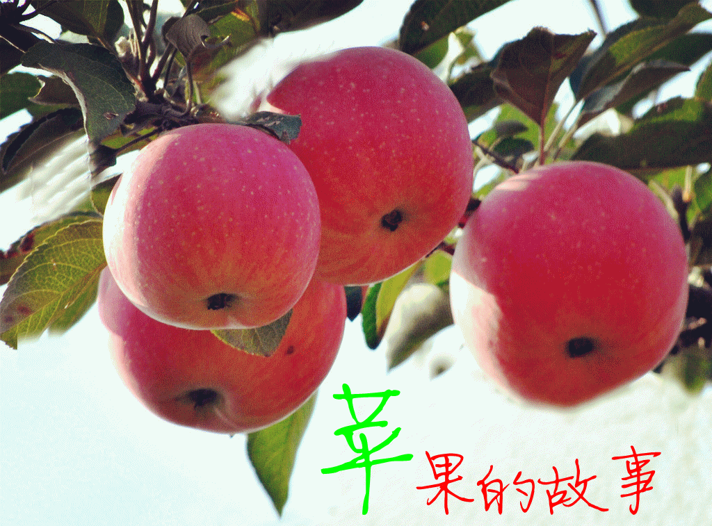 191首批农作物全程解决方案之苹果落户陕西