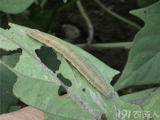 甘薯虫害整理一