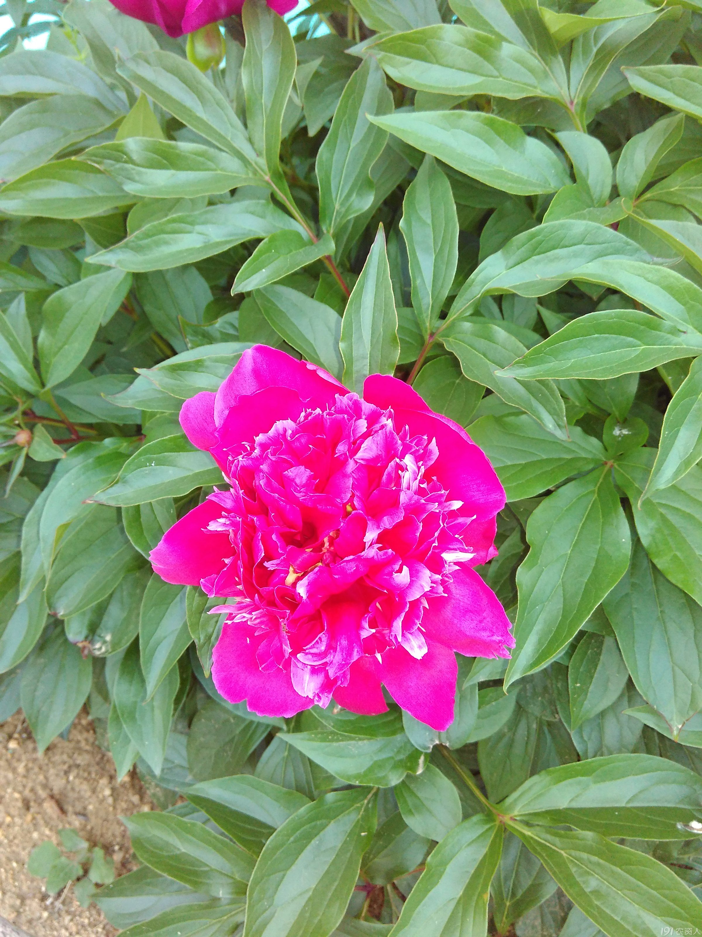 俺家的芍药开花啦