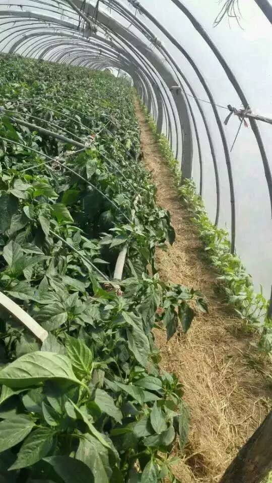 广而告之 豆角怎么种,你造吗? ③及时搭架引蔓:抽蔓后及时搭架引蔓.