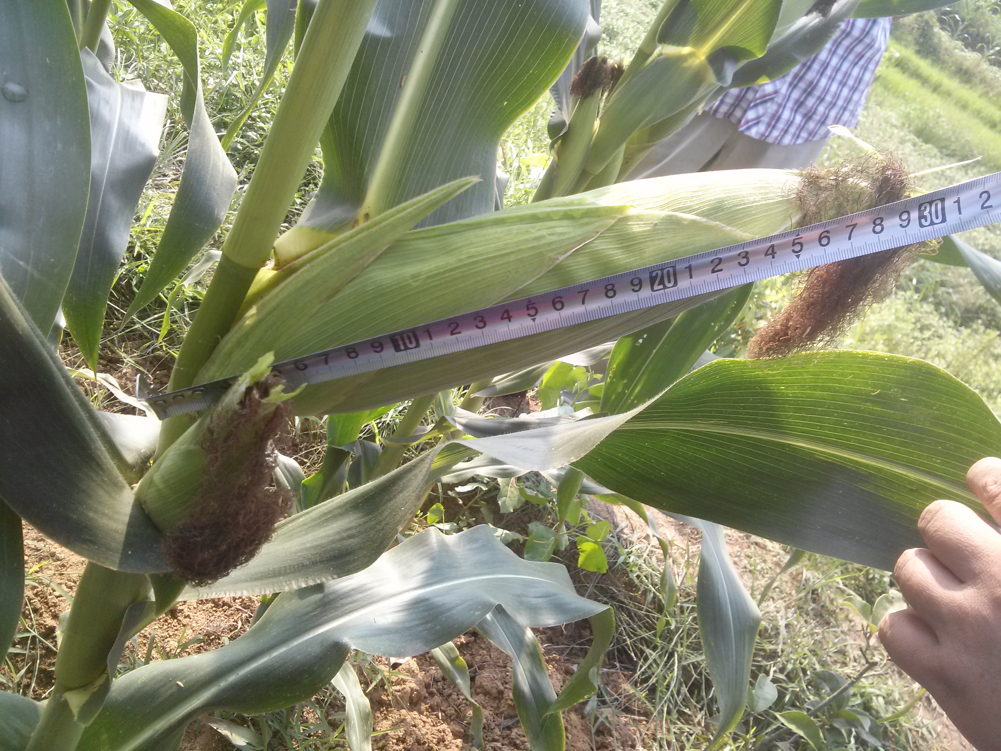 蠡玉科技最新大穗型品种蠡玉31火爆招商