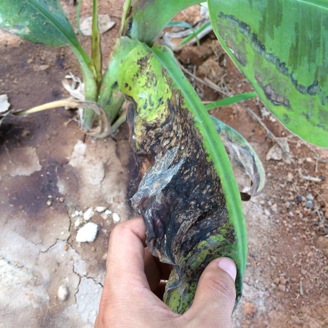 香蕉叶子黄化.求原因