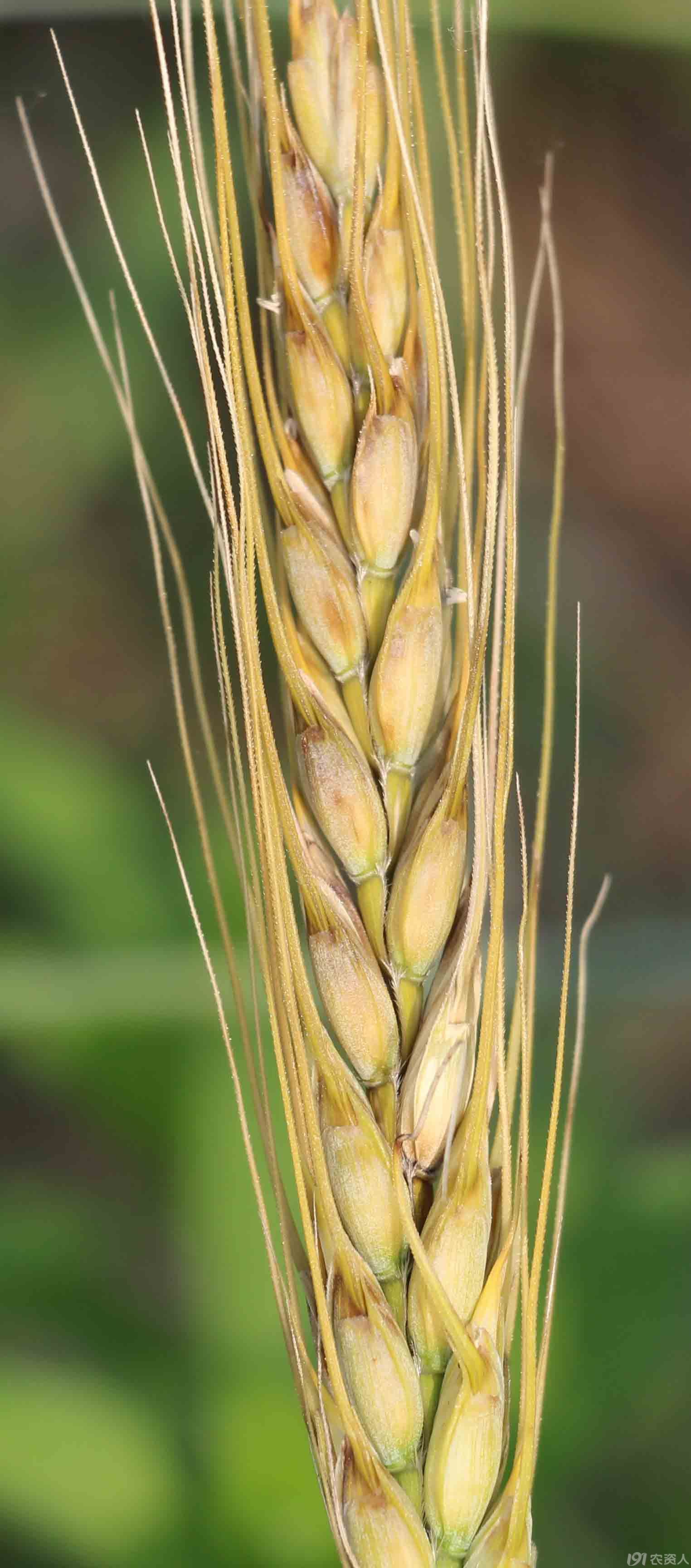 小麦穗子出现黄褐色什么原因