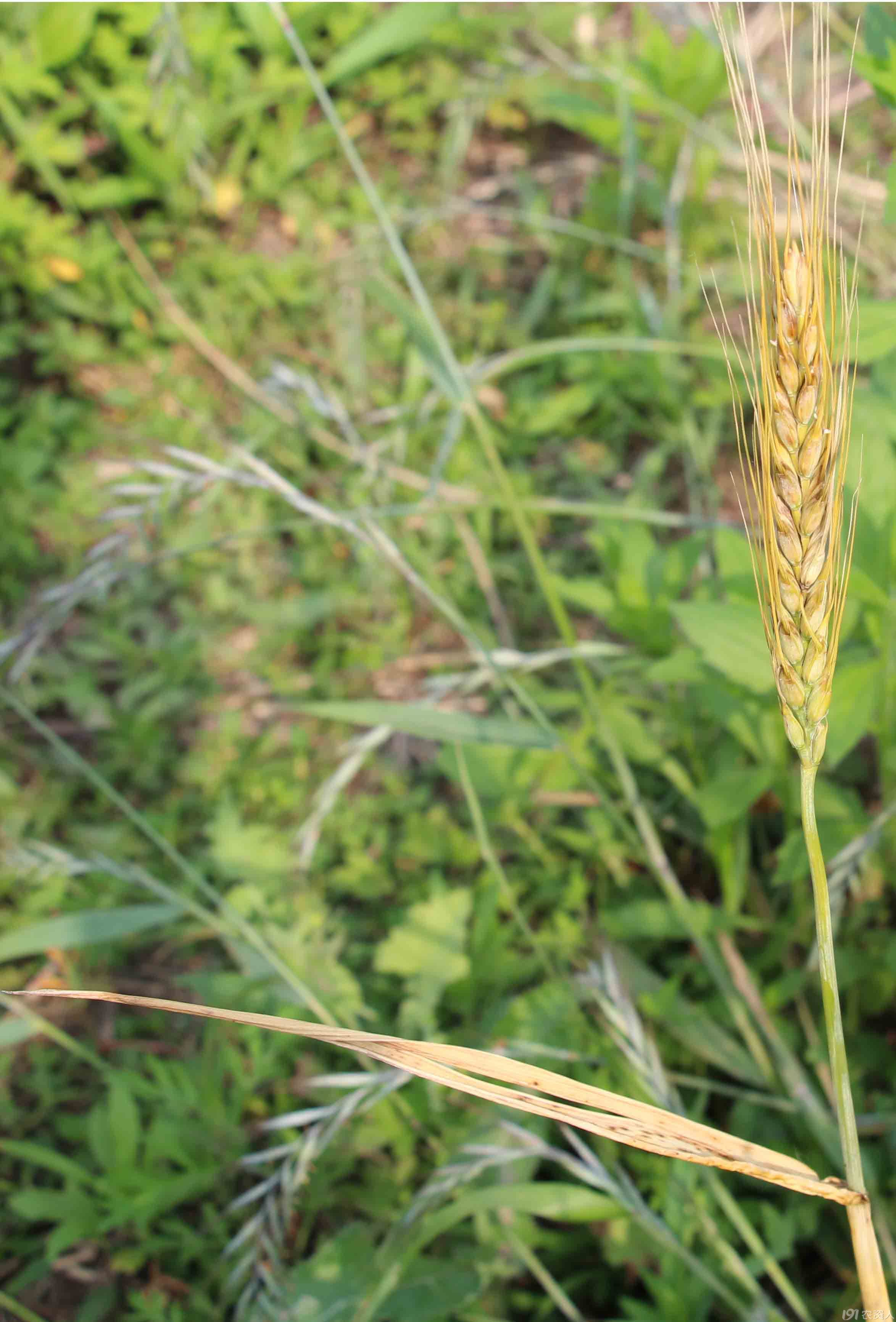 小麦穗子出现黄褐色什么原因