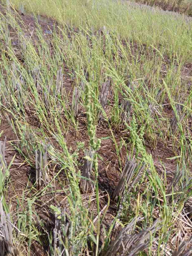 这是啥草硬草还是菵草