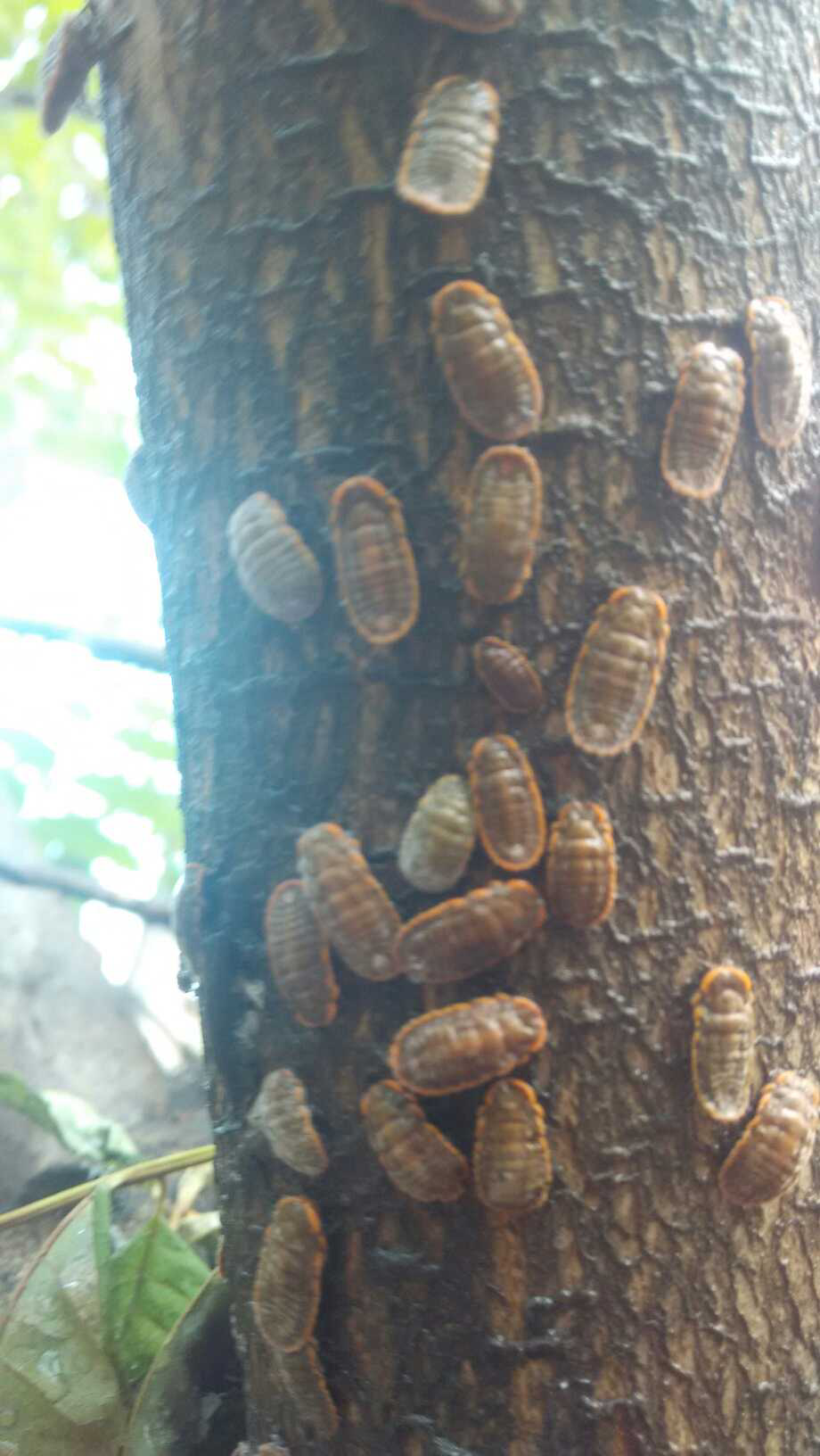 香椿树上虫子图片