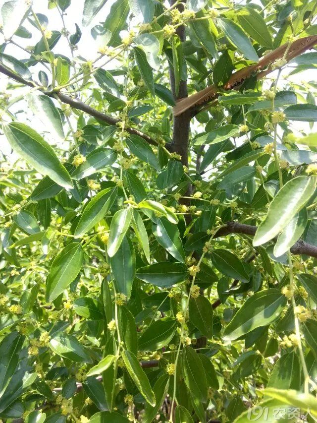 沾化冬枣进入盛花期