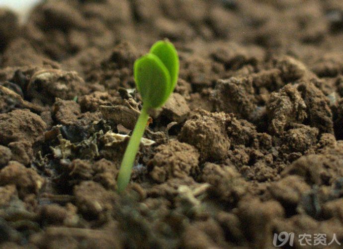 催动黄瓜种子发芽四大技巧