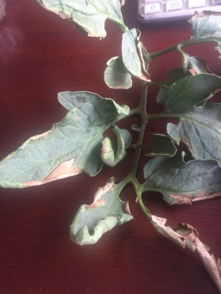 西红柿叶子上的病,很棘手