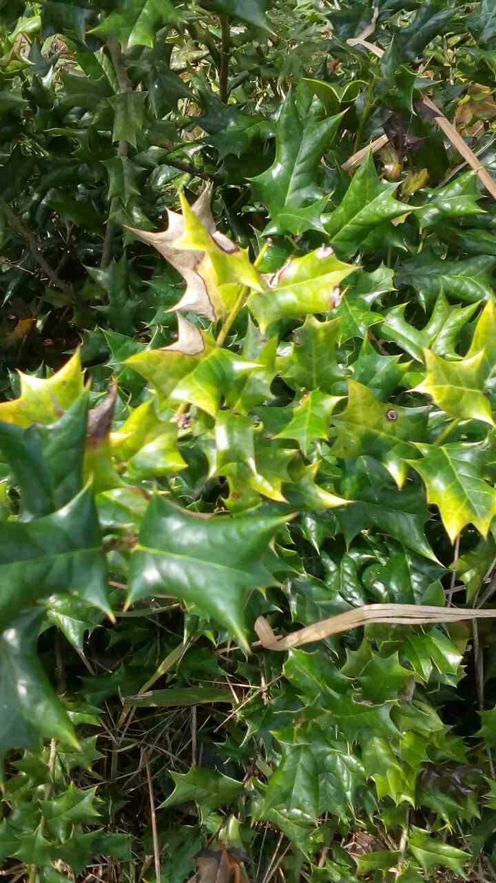 【爱问】老鼠刺的学名叫什么_农人走天下_191农资