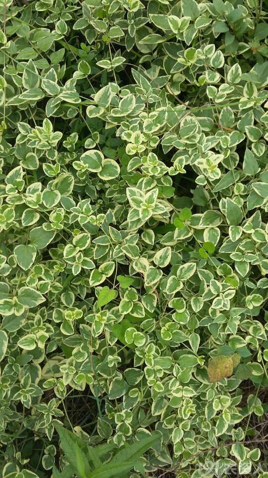 【知客】花叶蔓长春