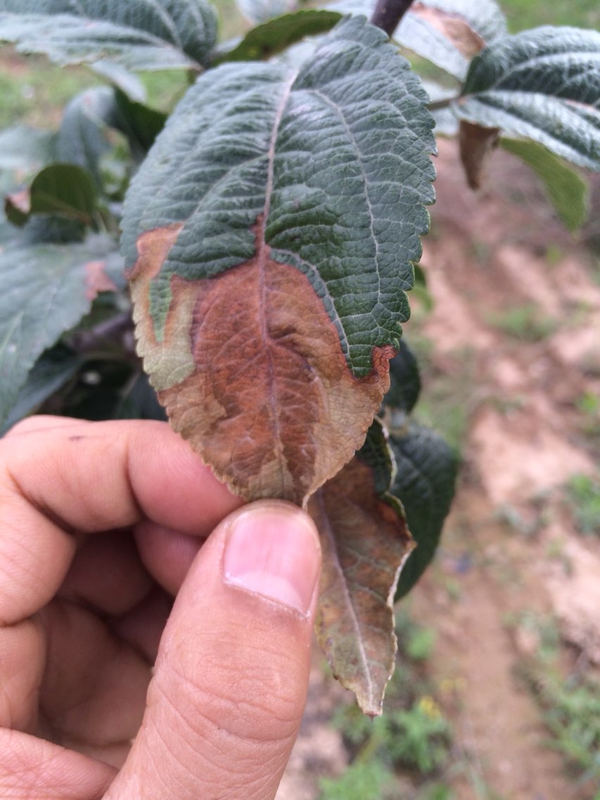 紧急求助!苹果病害