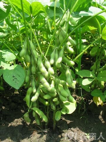 春大豆栽培技术哪些方面最重要?