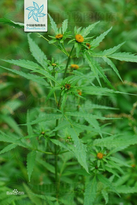 狼杷草怎么防除