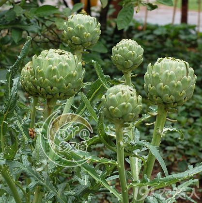 新奇蔬菜朝鲜蓟法国百合0202洋蓟