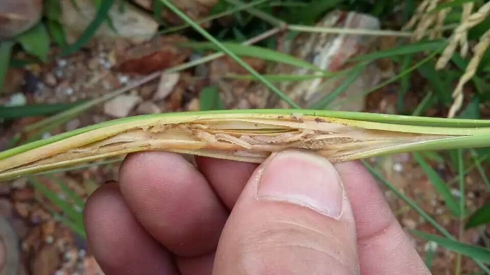 氯虫打不死的水稻螟虫求配方