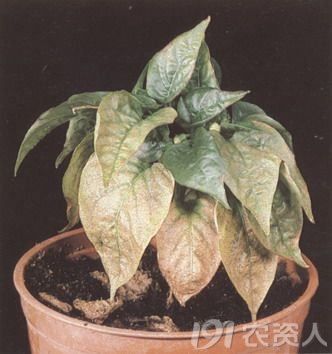 正确认识辣椒缺素症