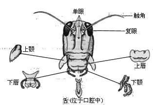 昆虫口器结构图图片