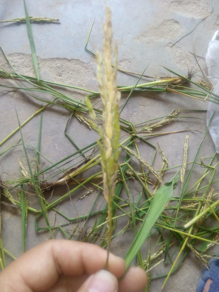 水稻白穗和穗颈瘟怎么治