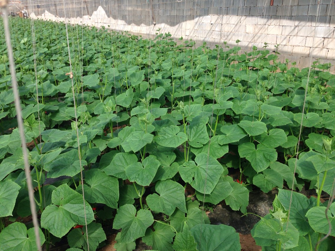 黄瓜栽培技术和管理方法，黄瓜的种植与管理|admin_人人点