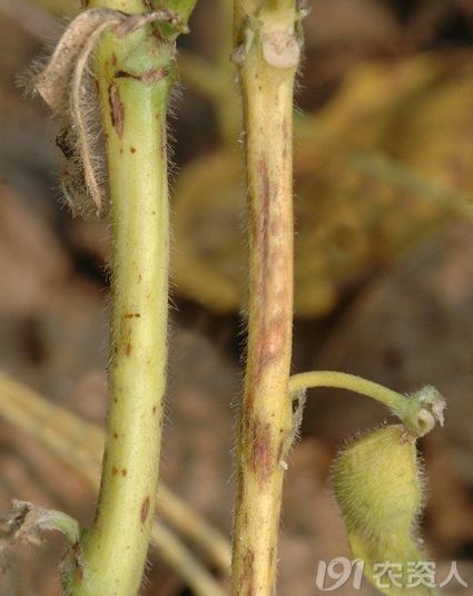 [基本技术]大豆紫斑病的发生与防治