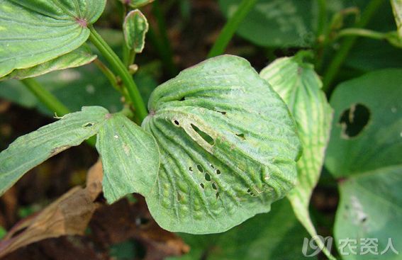 甘薯病毒病发生与防治