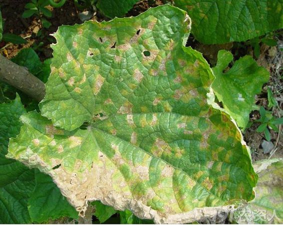 [基本技术]黄瓜细菌性圆斑病的发生与防治